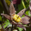 Cohosh bleu