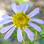 Flax-leaved aster