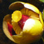 Petit nénuphar jaune
