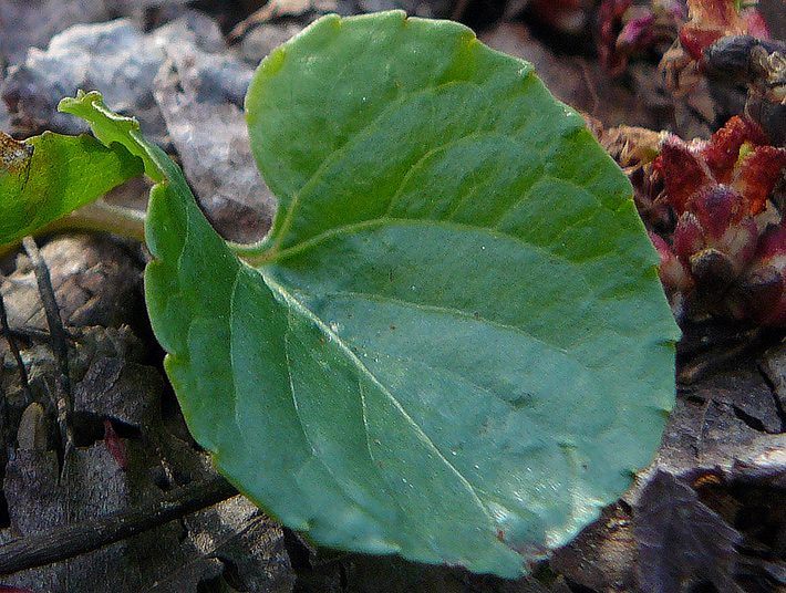 Kidney-leaved violet (Viola renifolia) : Leaf