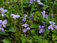 Woolly blue violet : 5- Colony