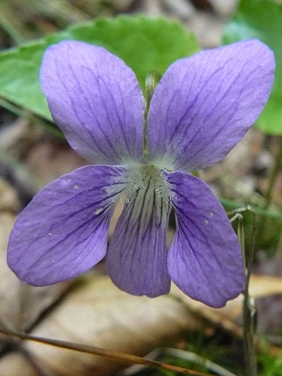 Woolly blue violet (Viola sororia) : Flower