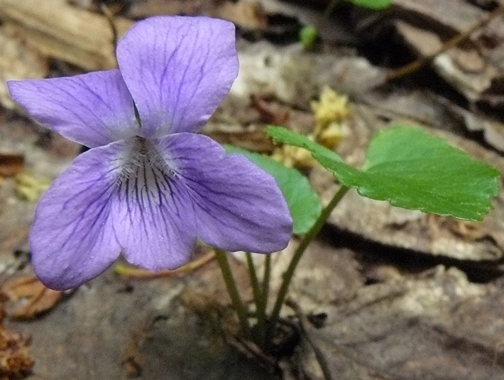 Woolly blue violet (Viola sororia) : Flowering plant