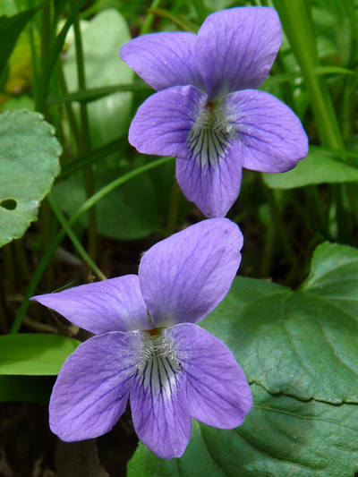 Woolly blue violet (Viola sororia) : Flowers