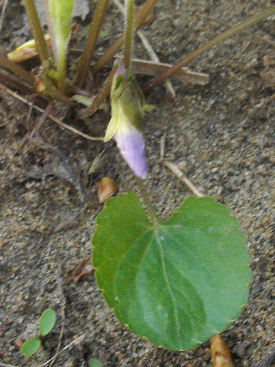 Woolly blue violet (Viola sororia) : Cleistogamous flower