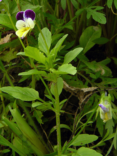 Johnny-jump-up (Viola tricolor) : Flowering plant