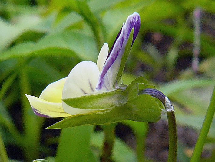 Johnny-jump-up (Viola tricolor) : Flower