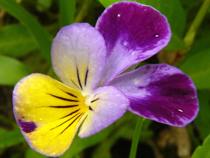 Johnny-jump-up (Viola tricolor) : Flower